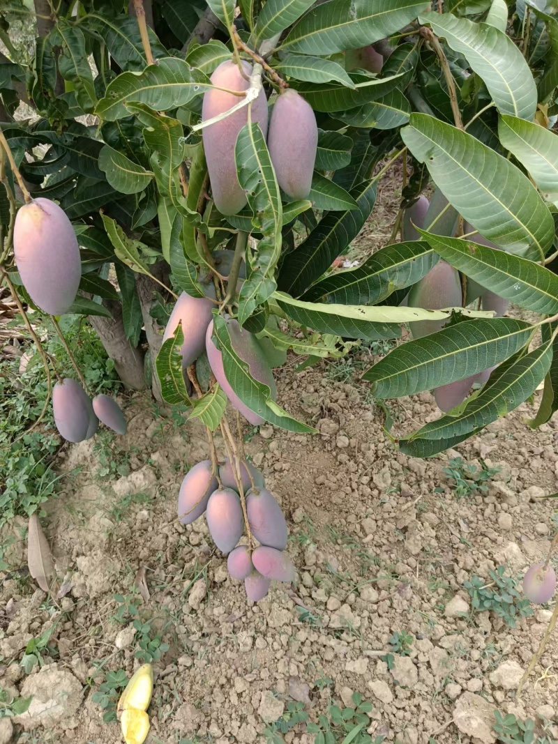 攀枝花芒果，贵妃，金黄，椰香