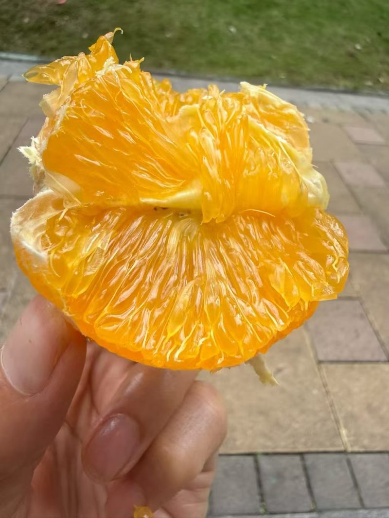 江永夏橙，产地直销！10000斤起；8毛/斤，自摘自拉。