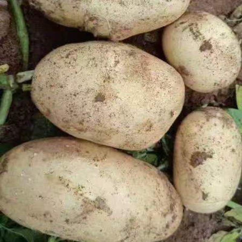辽宁土豆精品黄心土豆大量供货价格实惠实力代收代发