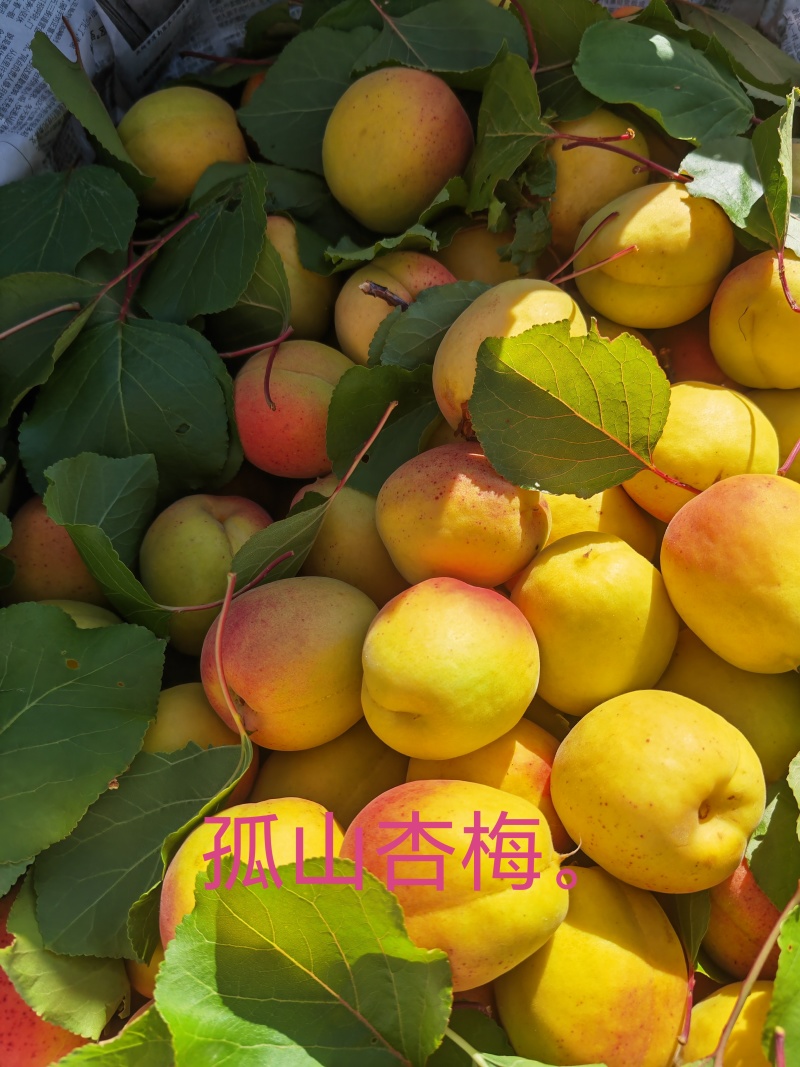 辽宁锦州凌海市高山杏上市色泽鲜亮。口感酸甜。质量好价格优
