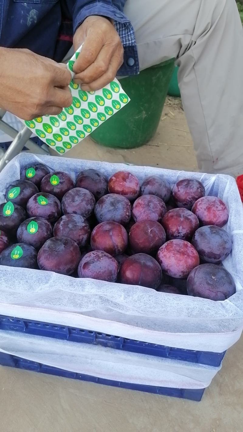 风味玫瑰