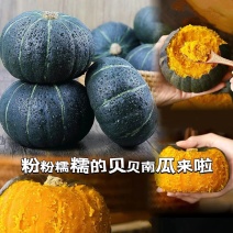 贝贝南瓜大量有货，月底上市，量大从优诚信经营