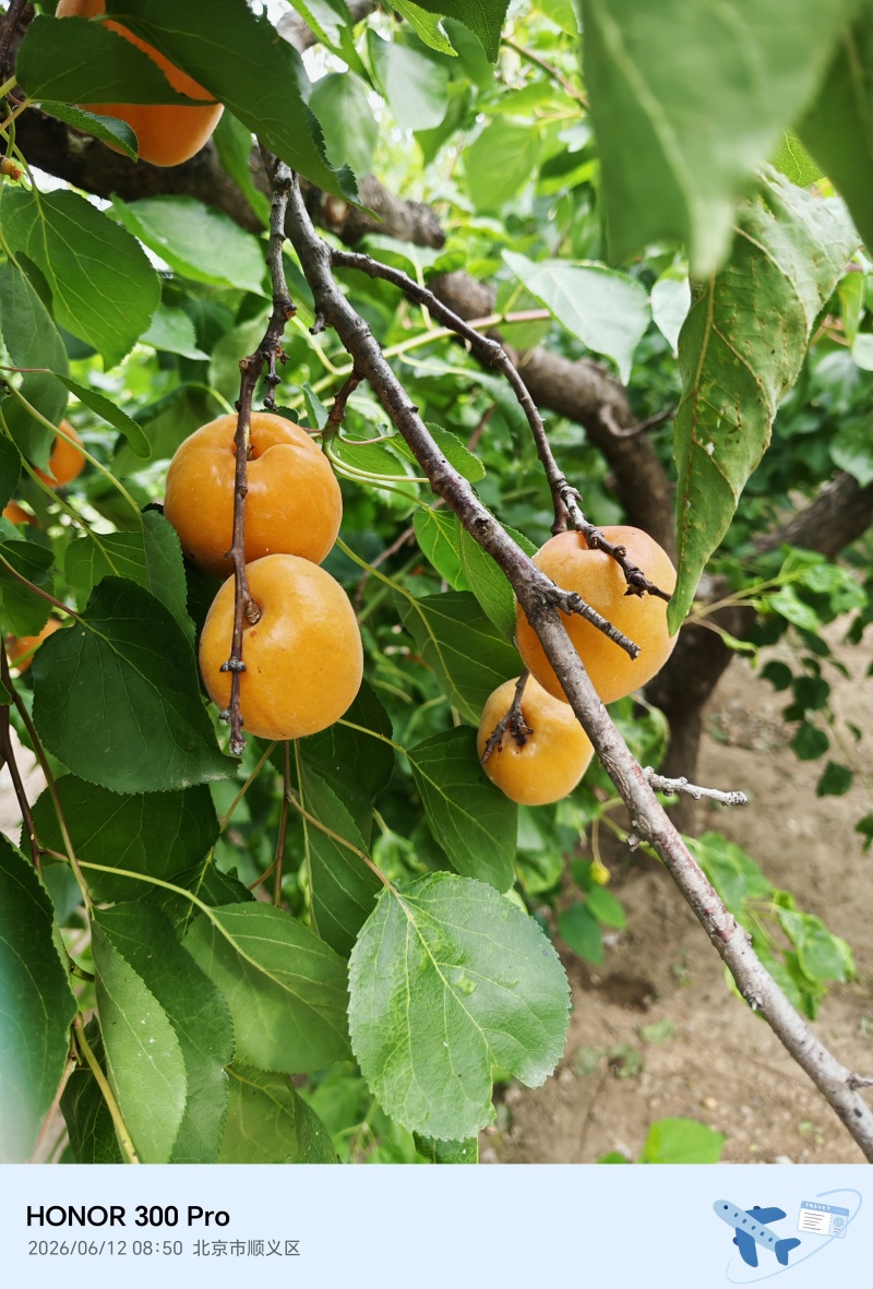 杏香白2.5一斤