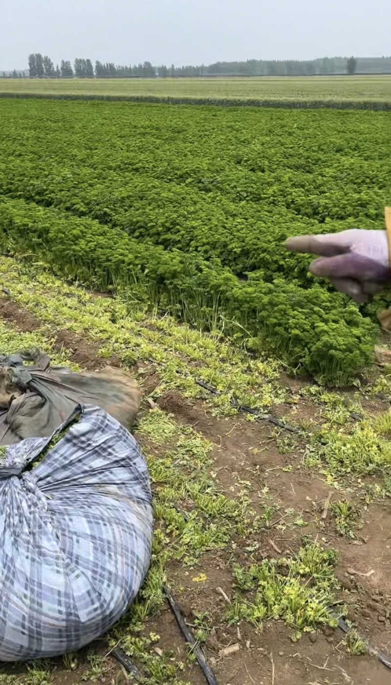 欧芹种植大户，全年有货