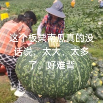 板栗南瓜大量有货，量大从优诚信经营