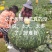 板栗南瓜大量有货，量大从优诚信经营