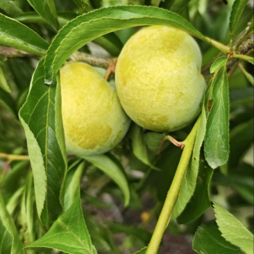 蜂糖李