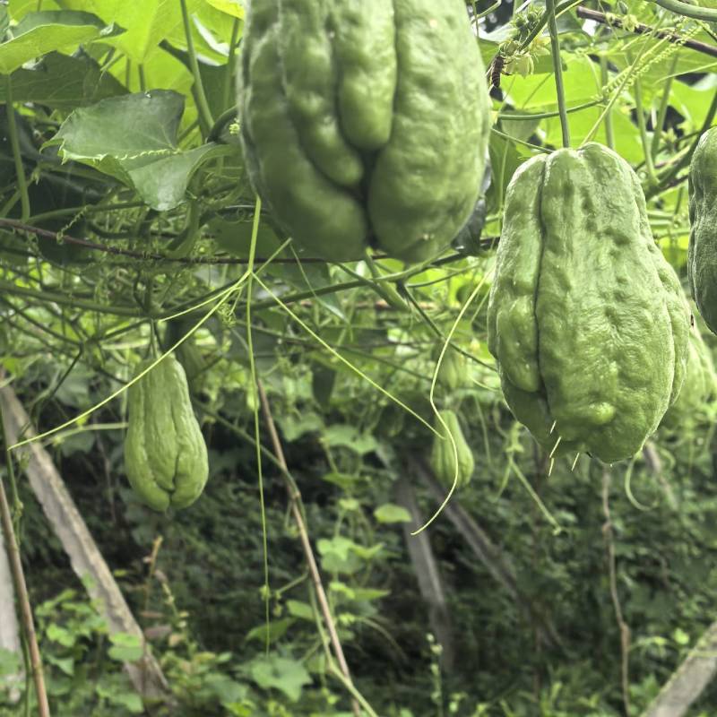 高山精品佛手瓜