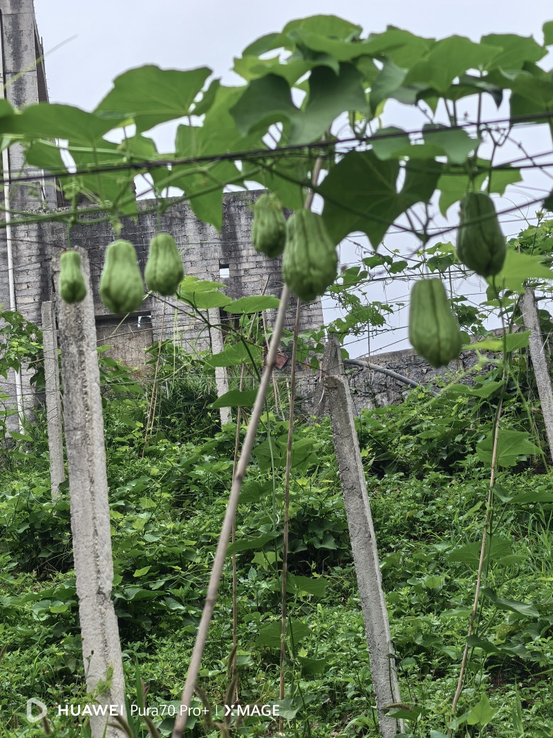 高山精品佛手瓜