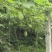 高山精品佛手瓜