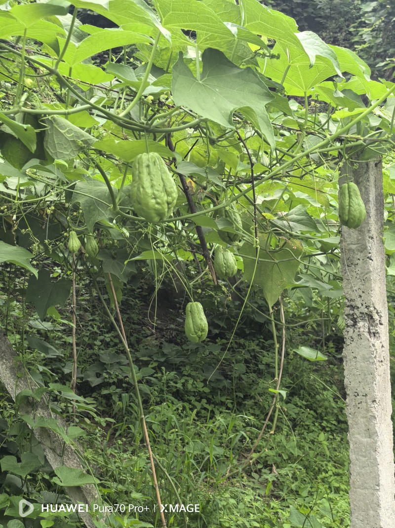 高山精品佛手瓜