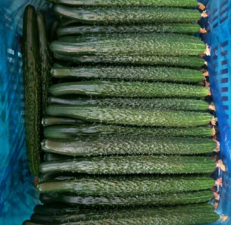 贵州密刺黄瓜当季蔬菜产地直发长期稳定供，一手货源