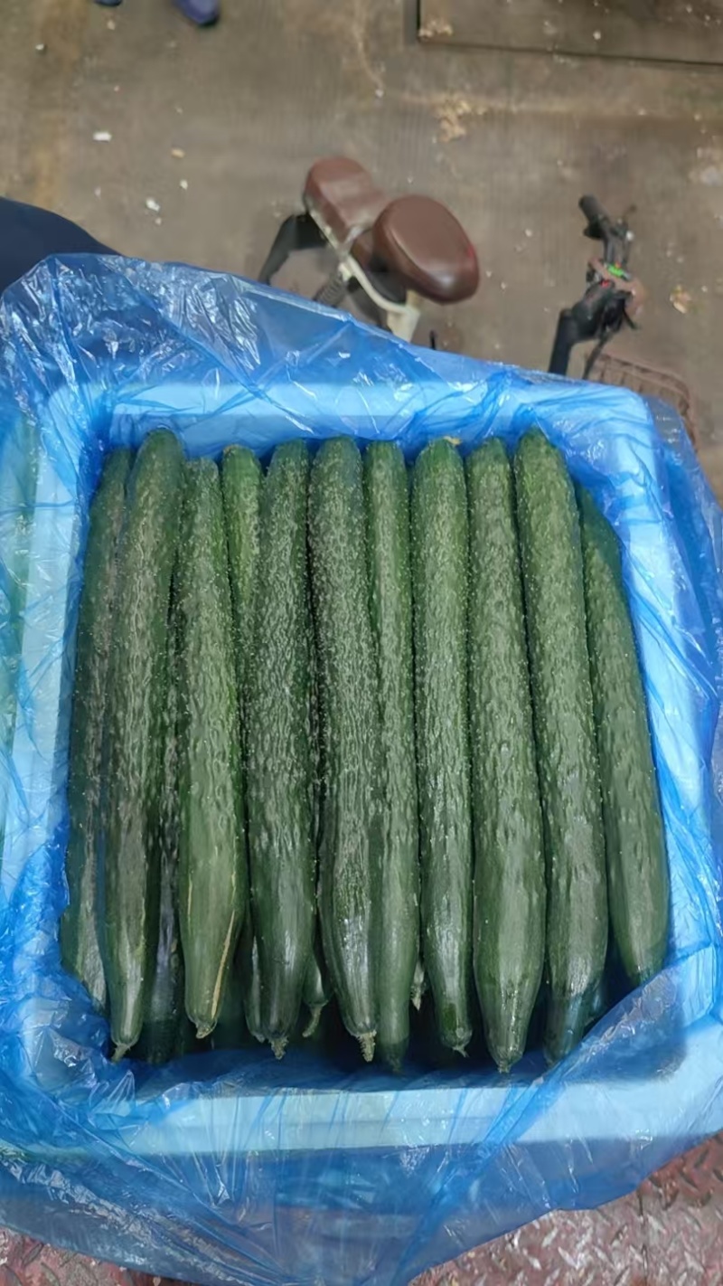 贵州密刺黄瓜当季蔬菜产地直发长期稳定供，一手货源