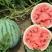 西瓜湖北美都西瓜包熟包甜大量上市现摘现发品质保证