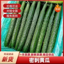 贵州密刺黄瓜当季蔬菜产地直发长期稳定供，一手货源