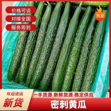 贵州密刺黄瓜当季蔬菜产地直发长期稳定供，一手货源