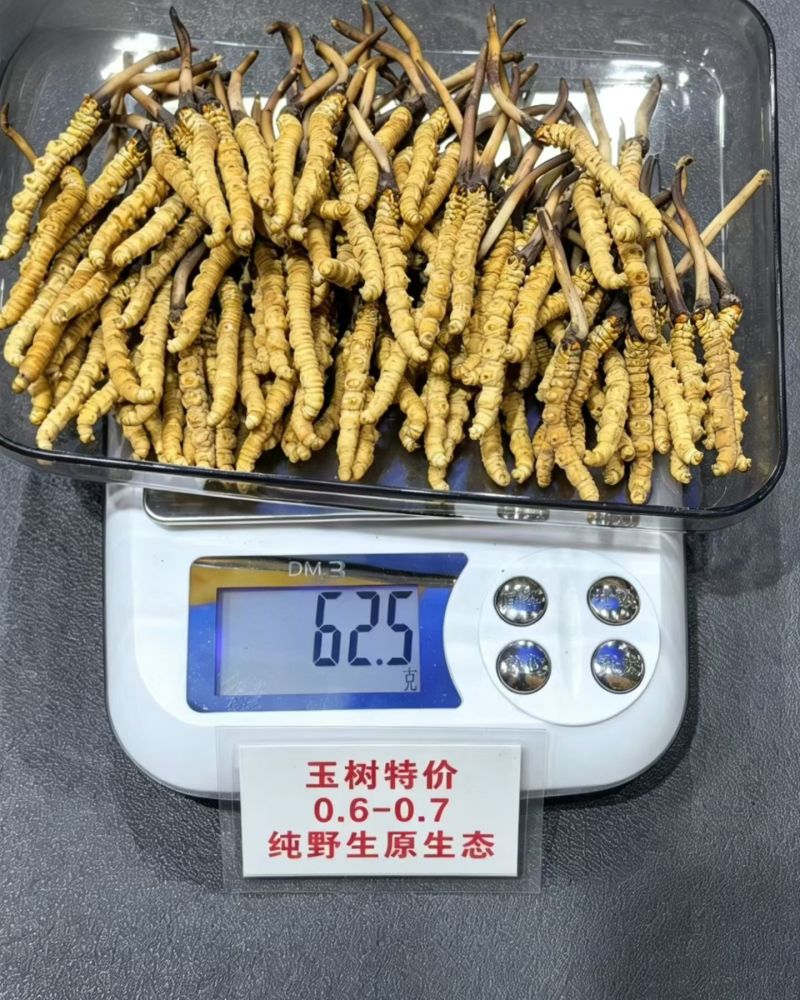 冬虫夏草青海冬虫夏草直销点