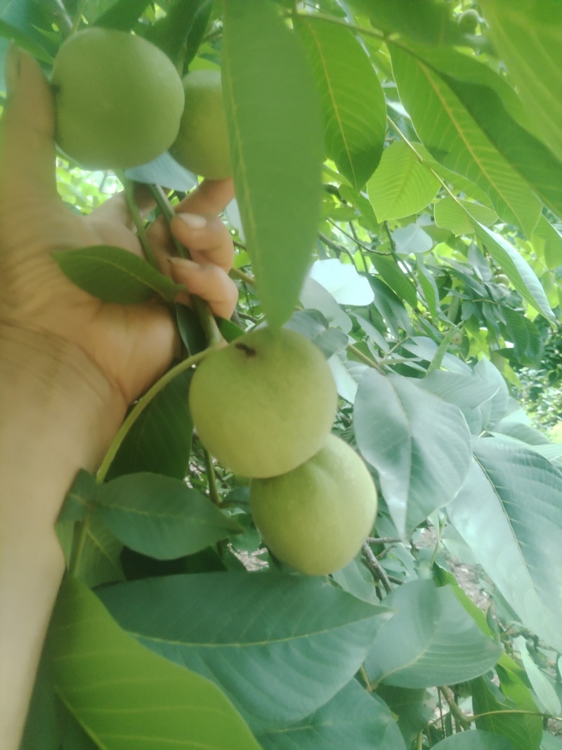 大凉山青皮核桃