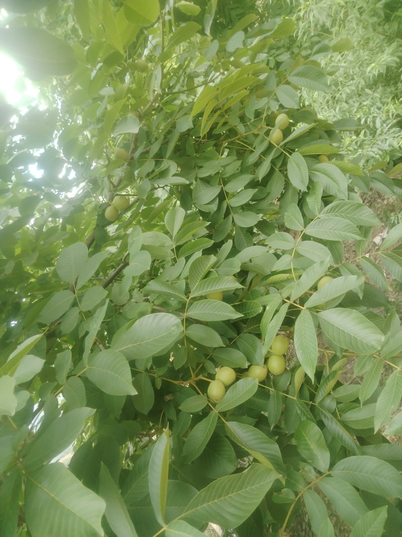 大凉山青皮核桃