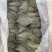 独脚金青绿野生A货短脚13-15公分精品正宗广西产地批发价