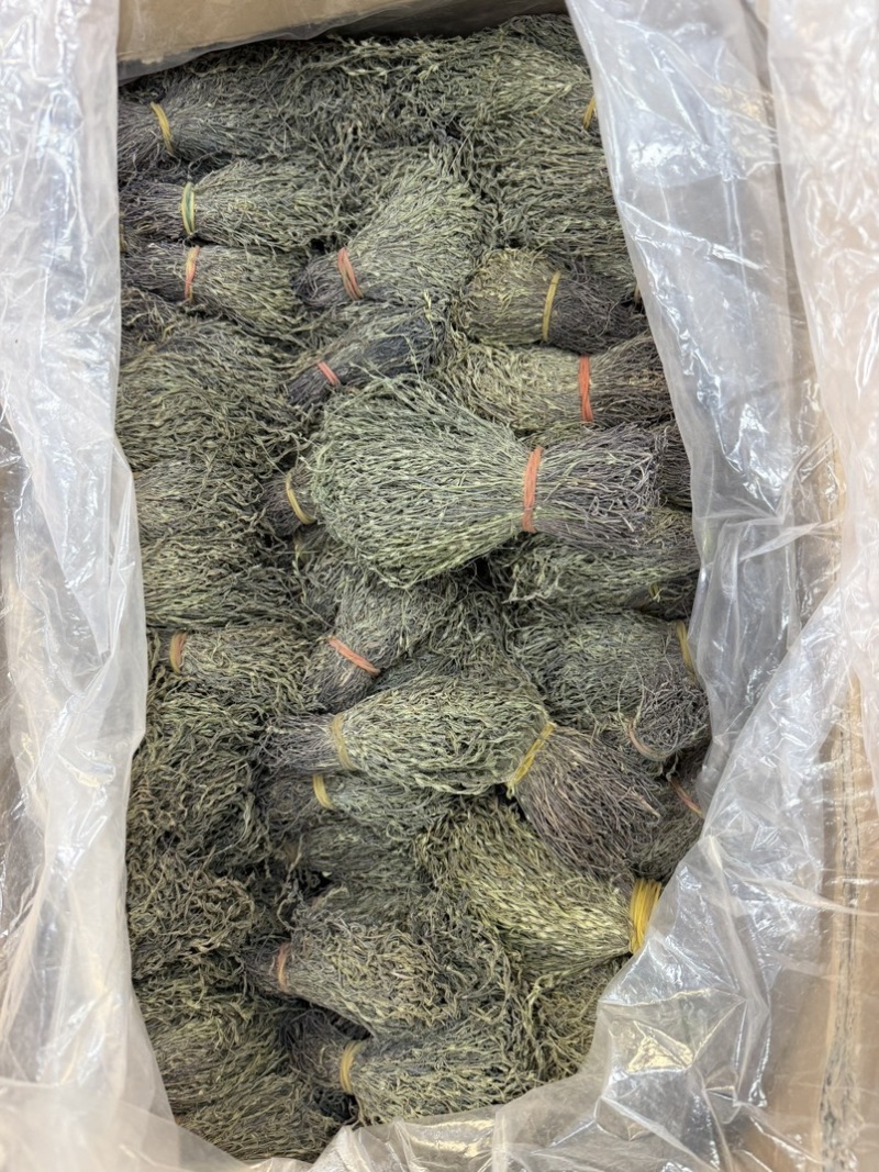 独脚金青绿野生A货短脚13-15公分精品正宗广西产地批发价