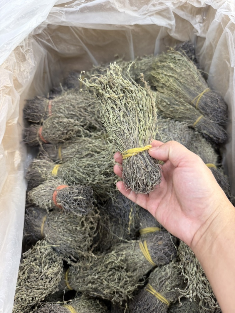 独脚金青绿野生A货短脚13-15公分精品正宗广西产地批发价