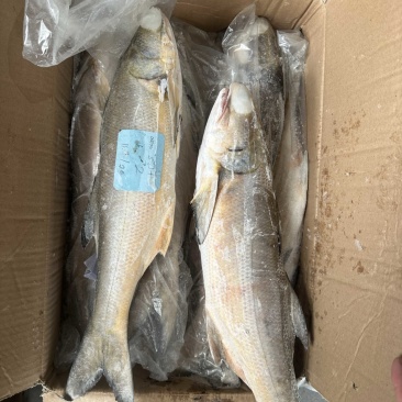 马友鱼午鱼1000/up。釣午鱼条冻午鱼