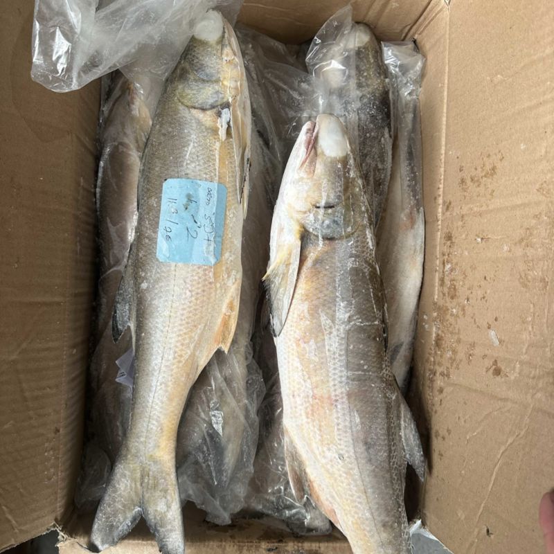 马友鱼午鱼1000/up。釣午鱼条冻午鱼