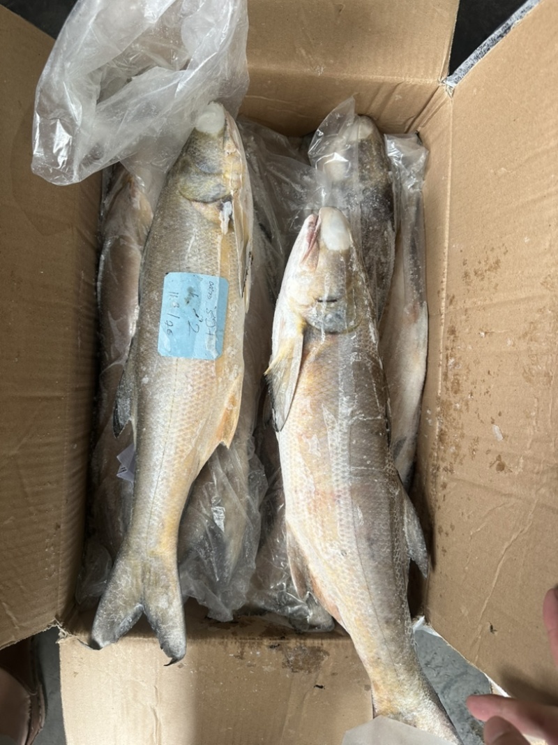 马友鱼午鱼1000/up。釣午鱼条冻午鱼