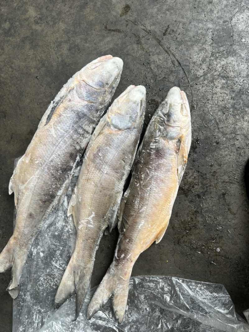 马友鱼午鱼1000/up。釣午鱼条冻午鱼