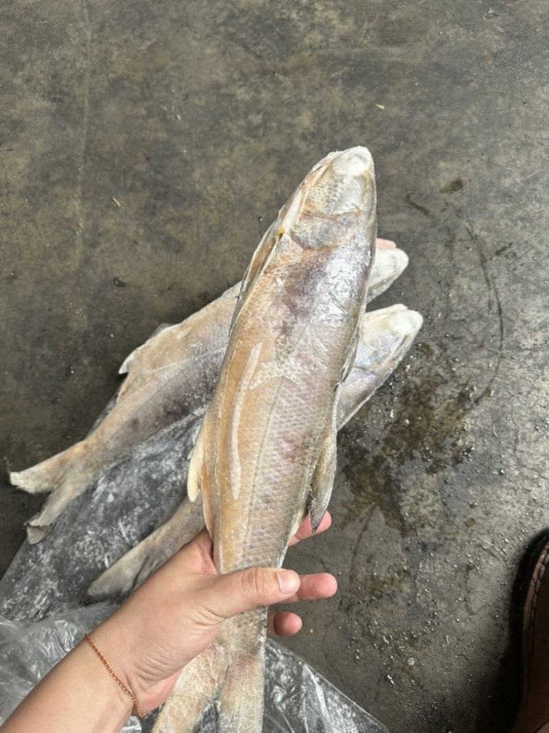 马友鱼午鱼1000/up。釣午鱼条冻午鱼