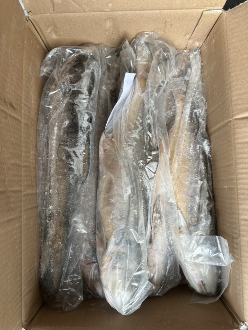 马友鱼午鱼1000/up。釣午鱼条冻午鱼