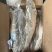 马友鱼午鱼1000/up。釣午鱼条冻午鱼