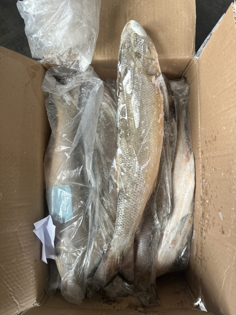 马友鱼午鱼1000/up。釣午鱼条冻午鱼