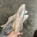 马友鱼午鱼1000/up。釣午鱼条冻午鱼