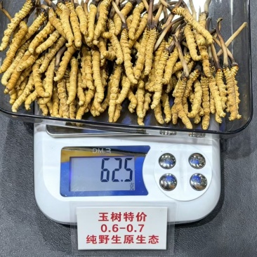 玉树特价虫草