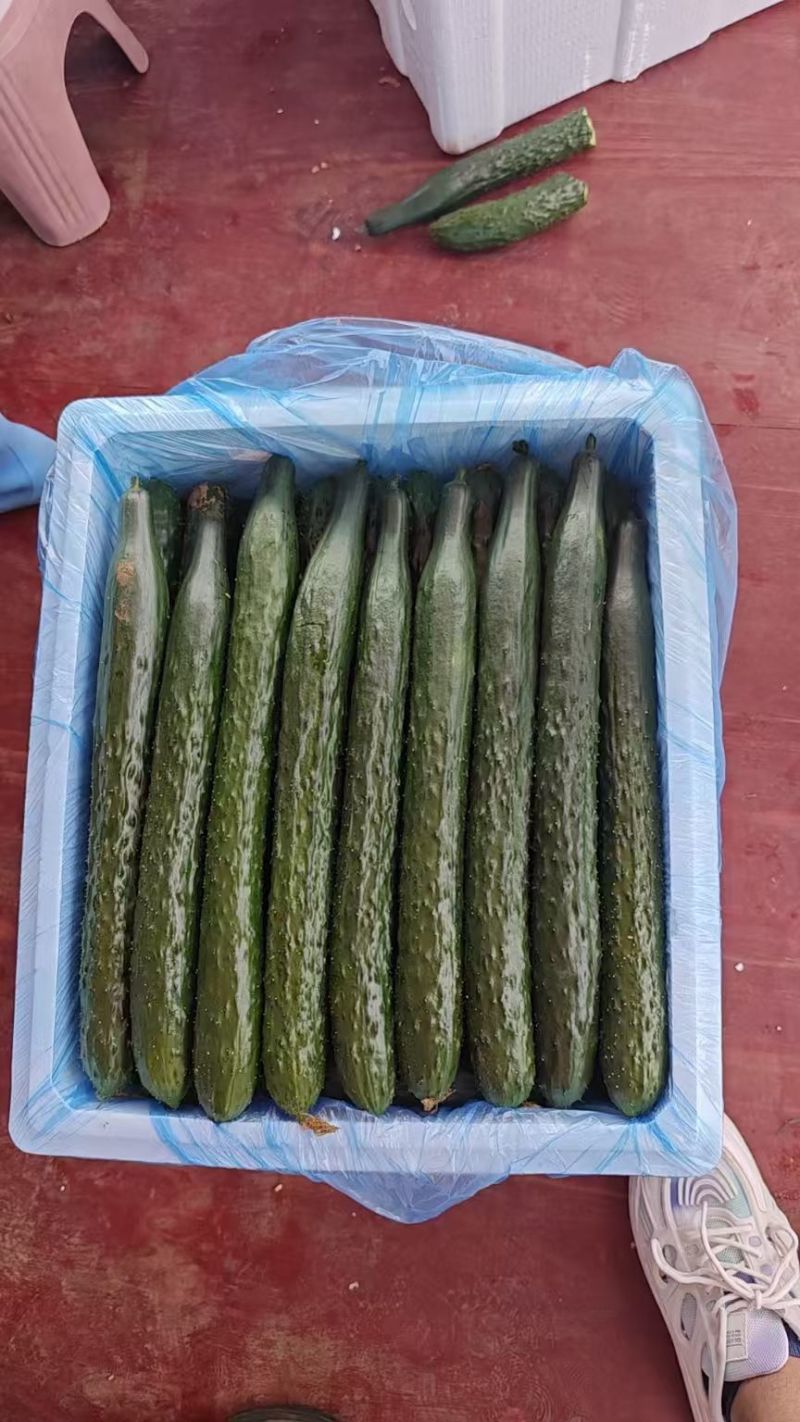 贵州黄瓜，大量上市。价格毛毛钱，电商，市场货都可供货