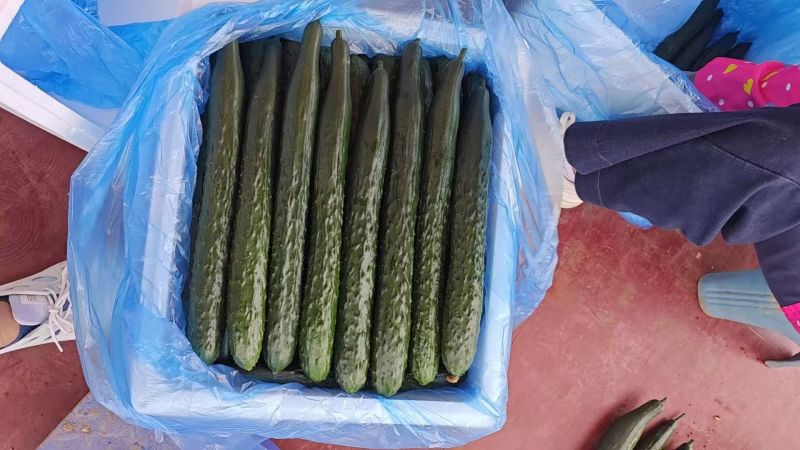 贵州黄瓜，大量上市。价格毛毛钱，电商，市场货都可供货