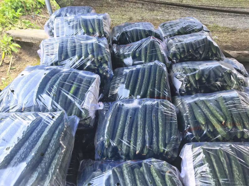 贵州黄瓜，大量上市。价格毛毛钱，电商，市场货都可供货