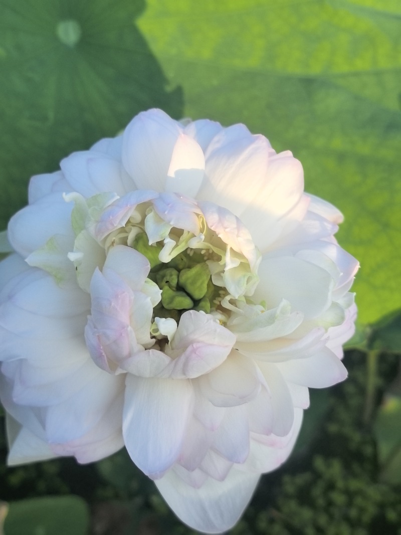 新鲜荷花带杆花苞鲜切花观赏莲蓬家用花卉供佛莲花鲜花摆