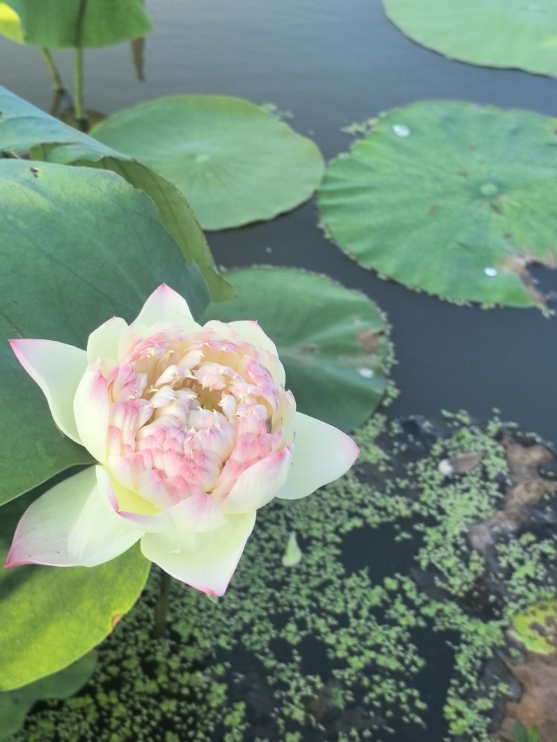新鲜荷花带杆花苞鲜切花观赏莲蓬家用花卉供佛莲花鲜花摆
