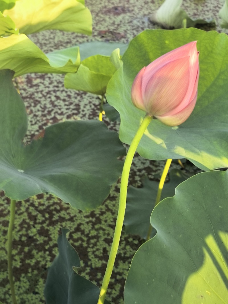 新鲜荷花带杆花苞鲜切花观赏莲蓬家用花卉供佛莲花鲜花摆