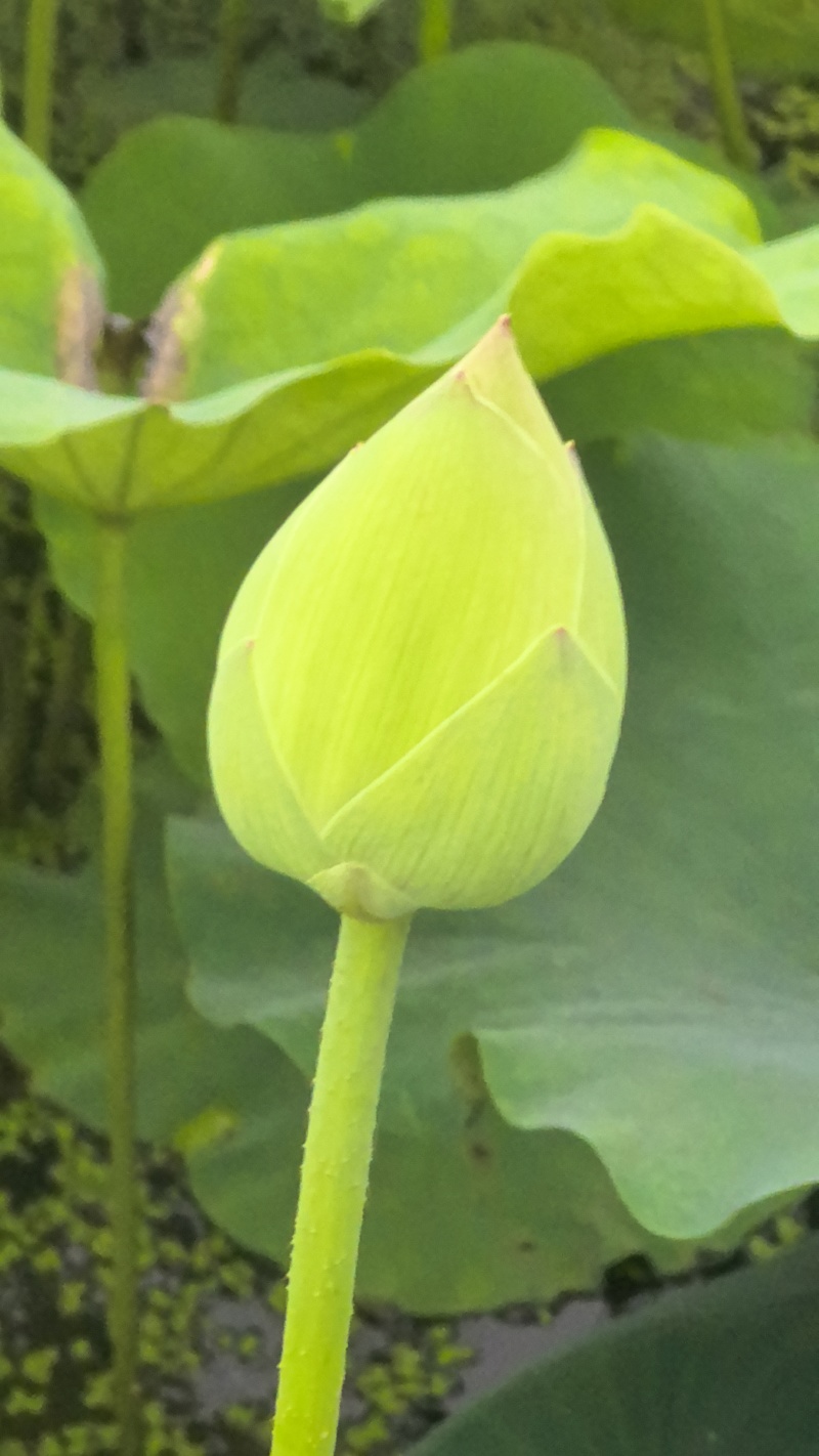 新鲜荷花带杆花苞鲜切花观赏莲蓬家用花卉供佛莲花鲜花摆