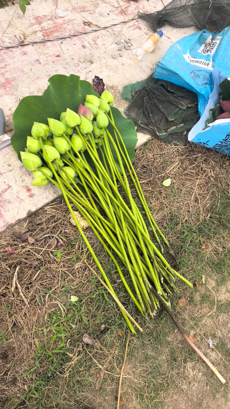 新鲜荷花带杆花苞鲜切花观赏莲蓬家用花卉供佛莲花鲜花摆