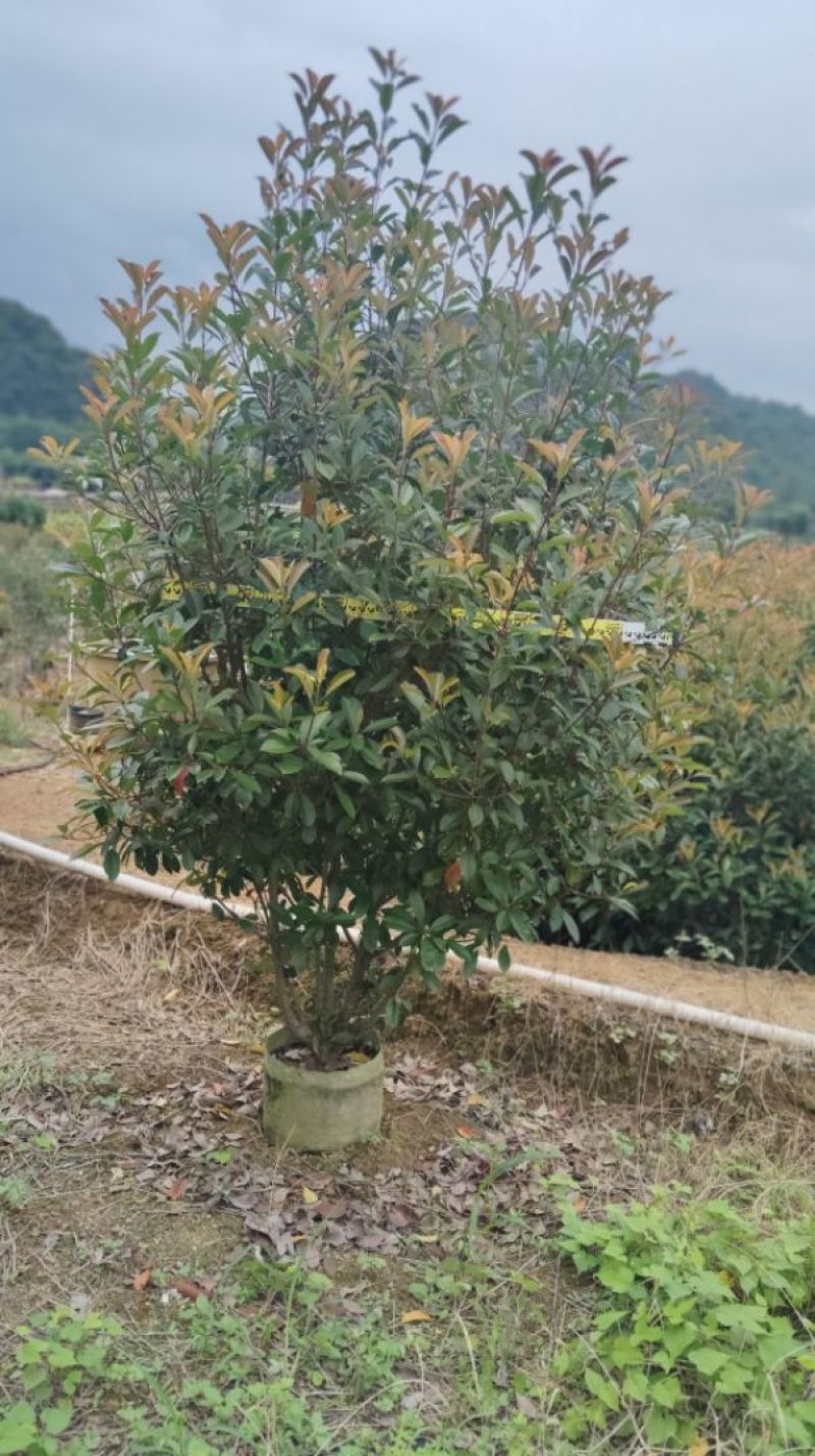 红叶石楠