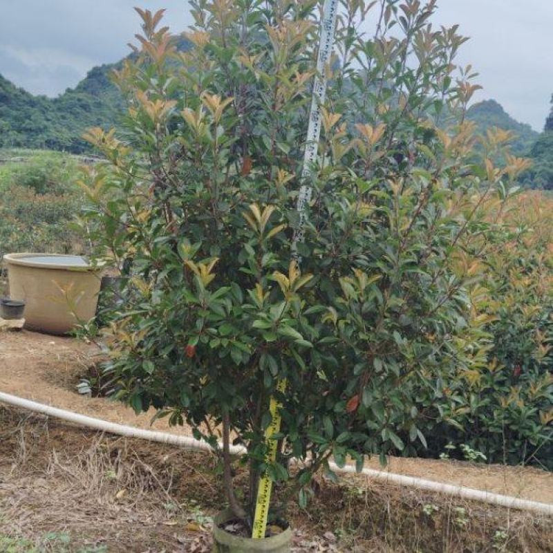 红叶石楠