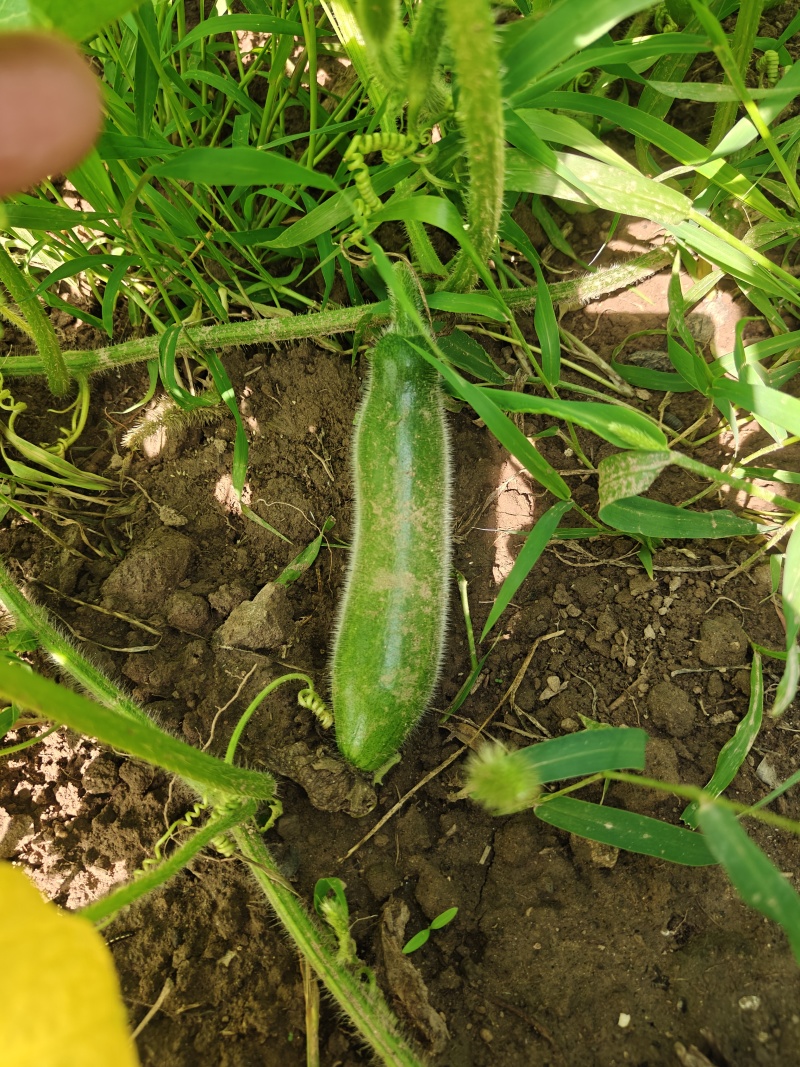 河北黑皮冬瓜，7月中旬成熟