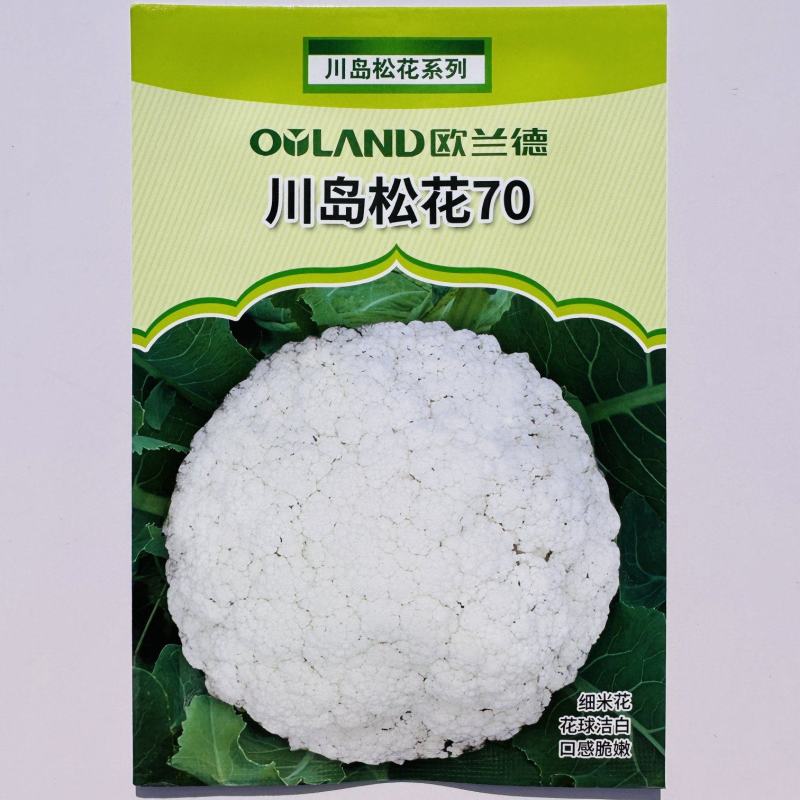 欧兰德白花菜种子川岛松花70天松花菜种子秋季专用花球洁白