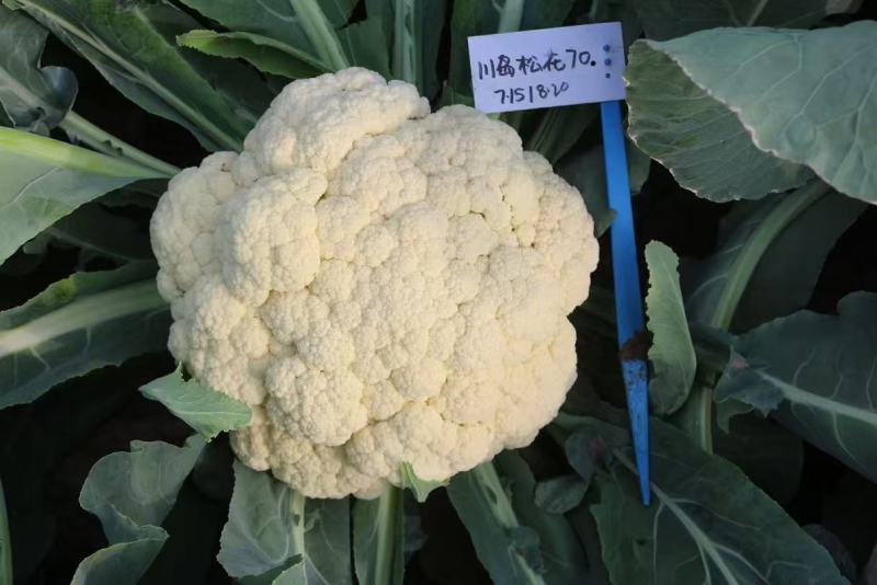 欧兰德白花菜种子川岛松花70天松花菜种子秋季专用花球洁白