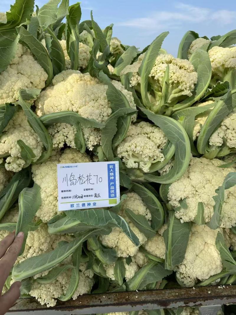 欧兰德白花菜种子川岛松花70天松花菜种子秋季专用花球洁白
